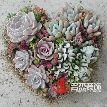 办公室正能量奖励网站入口风水之多肉植物.jpg