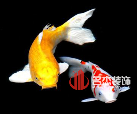 办公室正能量奖励网站入口风水之养殖金鱼.jpg