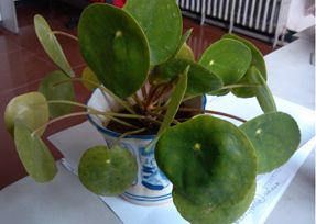 办公室正能量奖励网站入口设计之叶子大植物.jpg