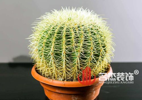 办公室正能量奖励网站入口风水之仙人掌.jpg
